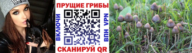 Псилоцибиновые грибы ЛСД  Козловка 